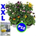 Bild von Viola P12 Klbl XXL Divers